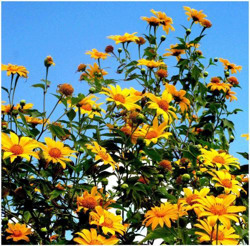 Mùa dã quỳ Đà Lạt