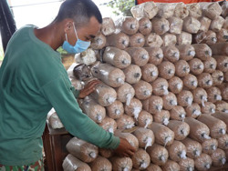 Huyện Krông Ana: Đào tạo nghề cho 270 lao động nông thôn