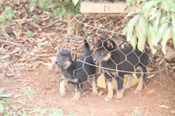 Chủ động phòng ngừa lây nhiễm bệnh Đậu mùa khỉ trên động vật