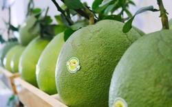 Đắk Nông có mã vùng trồng bưởi xuất khẩu sang Mỹ