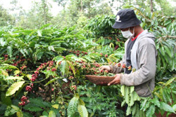 Nỗ lực giảm phát thải sản xuất vì một nền nông nghiệp xanh