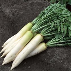 Gặp tiểu đường, nhớ “thương” củ cải