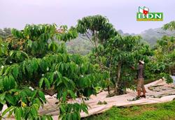 Xử lý hiện tượng cà phê ra hoa bất thường