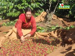 Nhiều lợi ích khi thu hoạch cà phê chín