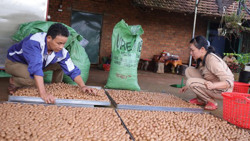 Hiệu quả từ chuyển đổi cơ cấu cây trồng, vật nuôi ở xã Ea Púk