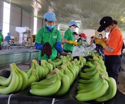 Nông nghiệp là trụ đỡ : Ngành rau quả chờ bùng nổ