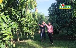 Nông dân “cầm cự” với xoài trái vụ