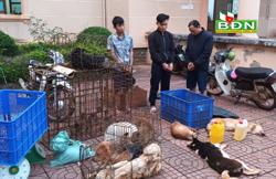 Đắk Nông triệt phá nhóm trộm chó chuyên nghiệp liên tỉnh