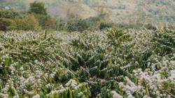 Bón phân hóa học cho cà phê có làm đất bị thoái hóa không?