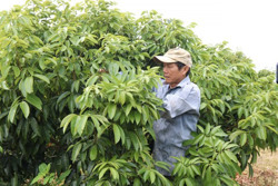 Xây dựng nông thôn mới ở huyện Krông Bông: "Vướng” tiêu chí thu nhập và hộ nghèo