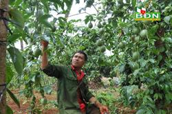 Chanh dây tăng giá, nông dân thu lãi lớn