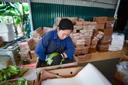 Siết chặt quản lý trước thông tin nhiễu loạn về mã số vùng trồng, cơ sở đóng gói