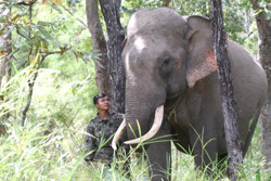 Xúc tiến đưa 1 con voi nhà về Đắk Lắk