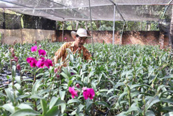 Chợ hoa Xuân Quý Mão sẽ diễn ra từ ngày 16 đến 30 tháng 12 Âm lịch