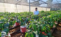 Chưa thể công nhận giống cà phê theo Luật Trồng trọt