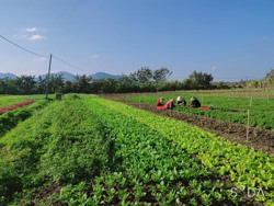 Canh tác rau hữu cơ thuận tự nhiên không khó