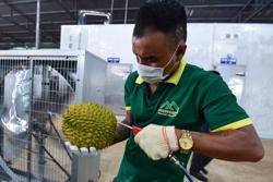 Cẩn trọng cơn sốt sầu riêng