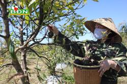 Mã vùng trồng - Ðiều kiện cần cho nông sản xuất khẩu