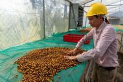 Đi tìm hương sắc cà phê vàng