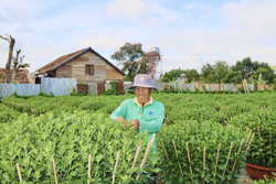 Nhộn nhịp những làng hoa