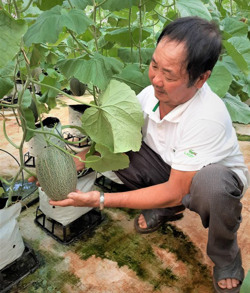 Hiệu quả mô hình trồng dưa lưới công nghệ tưới nhỏ giọt