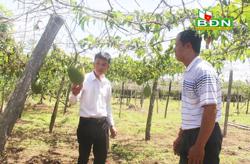 Nông dân và nhu cầu "nóng" về mã vùng trồng