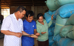 Hiệu quả từ liên kết sản xuất lúa tại huyện Lắk