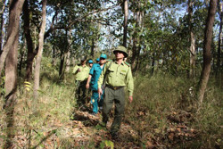 Huyện Buôn Đôn: Phát hiện 80 vụ vi phạm Luật Lâm nghiệp