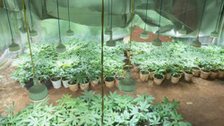 Nhức nhối nạn trồng cây cần sa