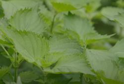 Trồng tía tô xanh: Triển vọng xuất khẩu