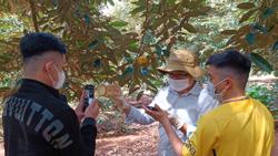 Phổ biến quy định về mã số vùng trồng trái cây xuất khẩu