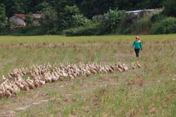 Tăng cường công tác phòng, chống dịch bệnh động vật các tháng cuối năm 2022 và đầu năm 2023