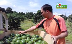 Ðắk Nông cần xem xét lại việc sản xuất bơ