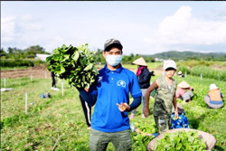 Những trái tim hồng