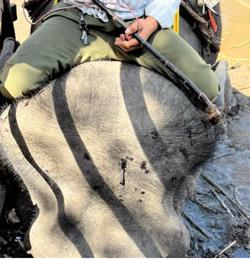 Vụ du khách xót xa trước cảnh voi bị hành hạ: Chủ voi lý giải nguyên nhân bất ngờ