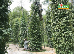 Thiếu người thu hoạch "vàng đen"