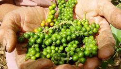 Giá tiêu hôm nay 10/2: Thị trường nông sản liên tiếp tăng