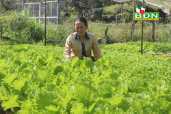 Thu 100 triệu đồng từ một sào rau sạch