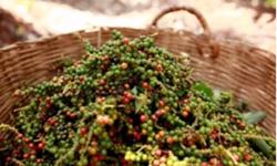 Giá tiêu hôm nay 11/2: Thị trường tăng thêm 500 đ/kg