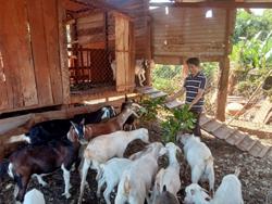 Thu nhập khá từ mô hình vườn - ao - chuồng