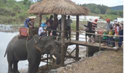 Hơn 2 triệu USD để bảo vệ voi không bị hành hạ, cõng khách du lịch