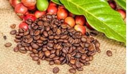 Giá cà phê hôm nay 12/2: Nông sản tiếp tục tăng