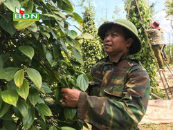 Nông dân tự nhân nuôi vi sinh để làm phân hữu cơ