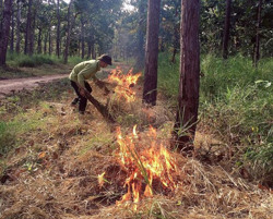 Cao điểm phòng, chống cháy rừng ở Vườn Quốc gia Yok Đôn