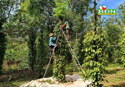 Cảnh báo tai nạn thương tích mùa thu hoạch hồ tiêu