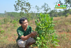 Tránh cảm tính trong chuyển đổi cây trồng