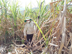 Giá mía cao, nông dân M’Drắk phấn khởi