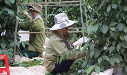 232 tỷ đồng dư nợ vay trồng tiêu được ngân hàng hỗ trợ