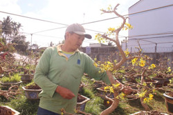 Chăm sóc cây cảnh sau Tết vào vụ