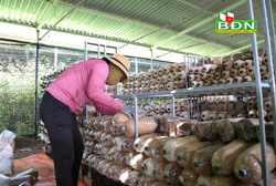 Tạo việc làm từ trồng nấm dưới điện mặt trời